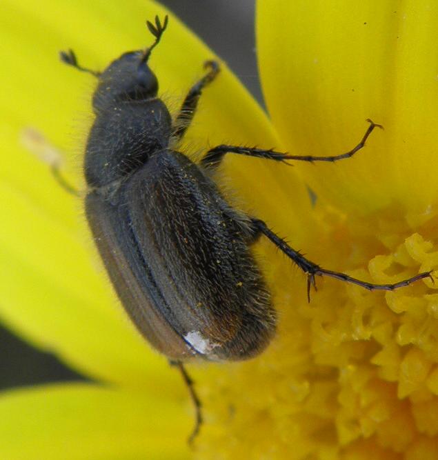 Paratriodonta cinctipennis (Melolonthidae)